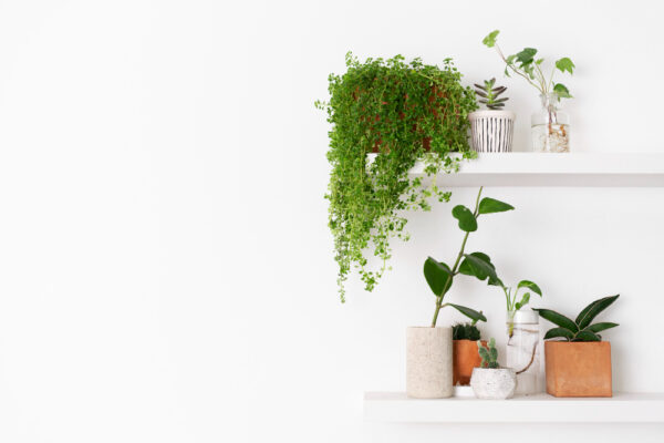 plant-wall-shelf-with-blank-space
